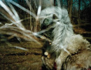 Gnoll Gnoll