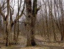 Travance Path