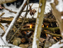 Winter Campfire