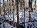 River Through the Forest
