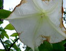 Moresca Flower