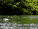 Swan