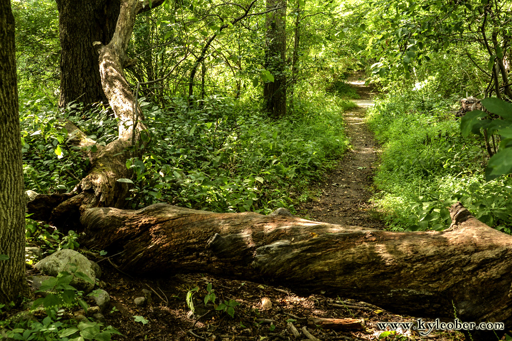 Fallen Tree