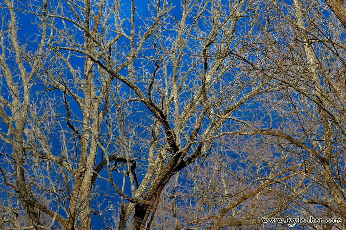 Winter Trees