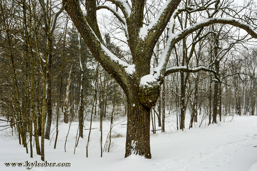 The Inn Tree