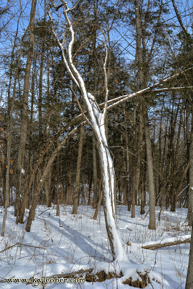 Snow Tree