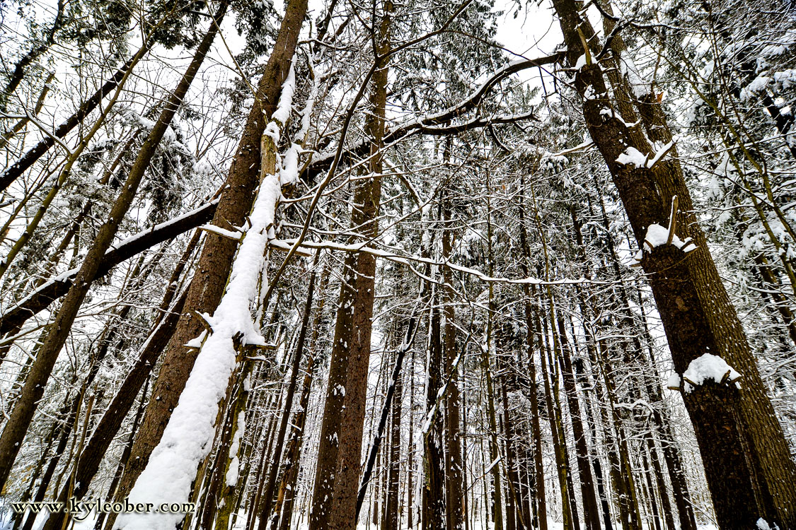 Snowy Forest