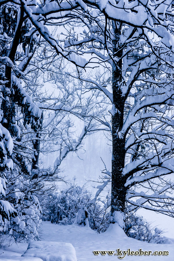 Blanketed Forest