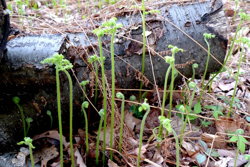 Fiddleheads