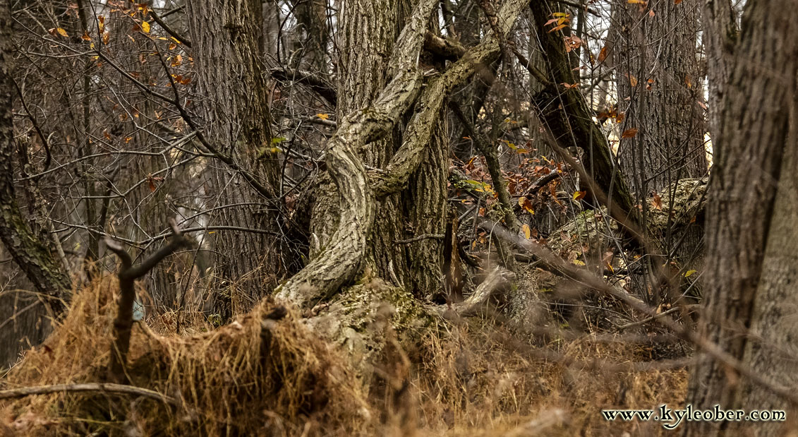 Fallen tree