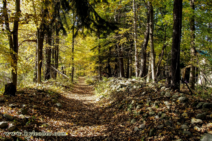 Forest Path