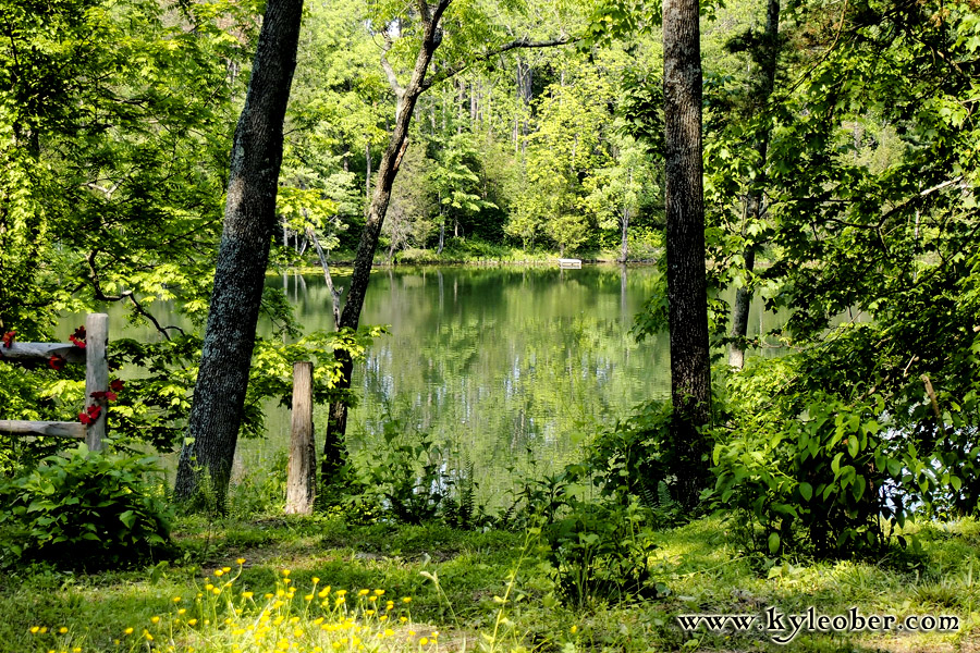 Woods and Pond