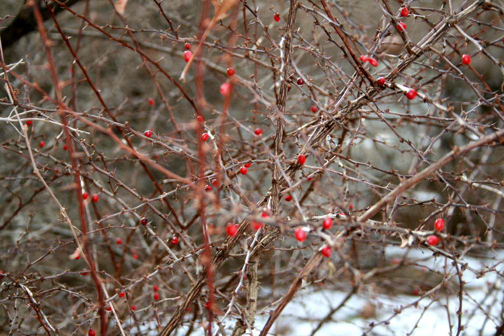 Berries