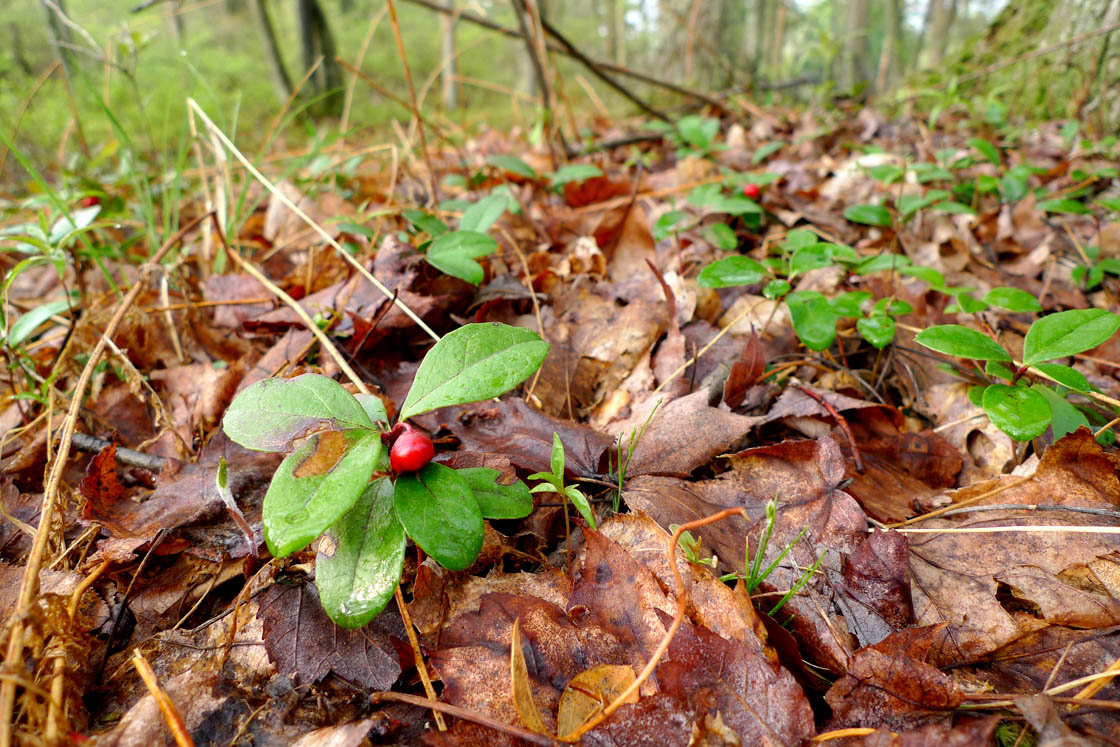 Berries