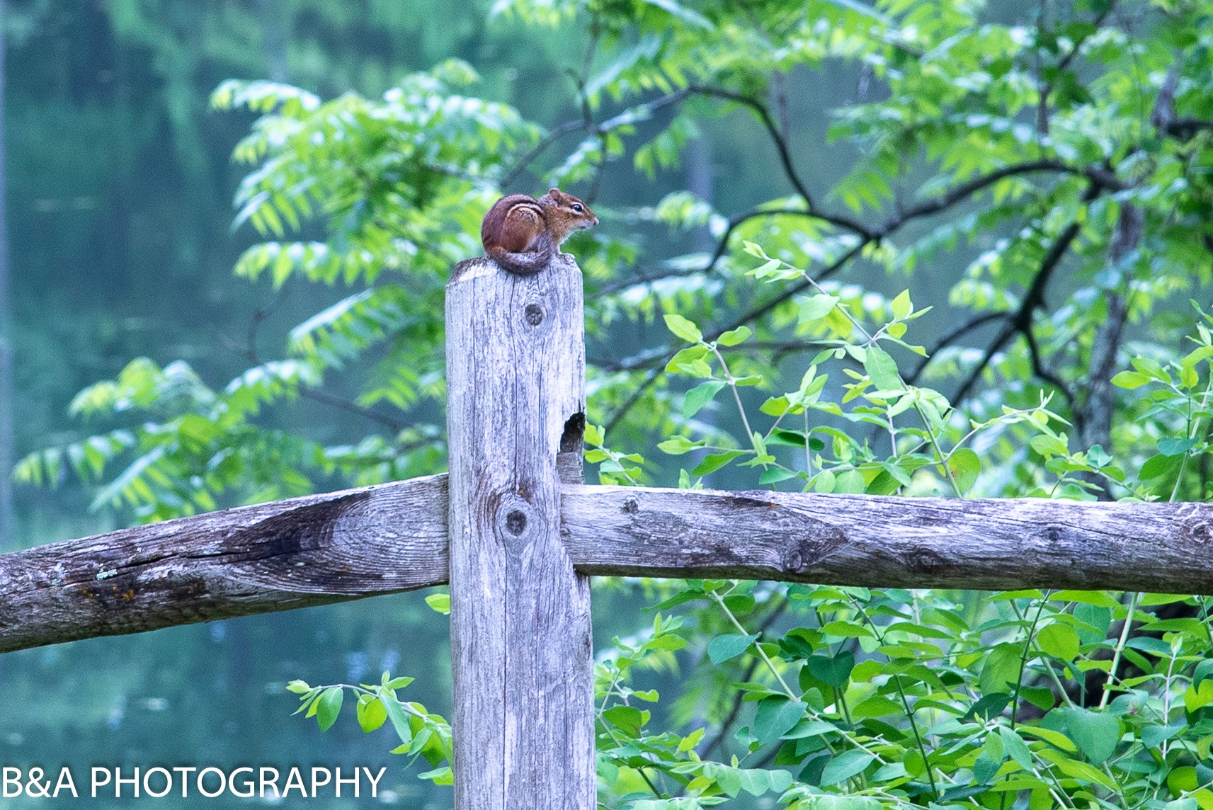 Chipmunk 2