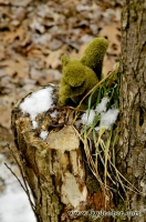 Moss Squirel