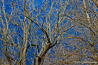 Winter Trees