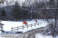 Winter Flags