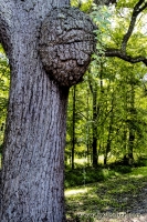 The Black Walnut Tree